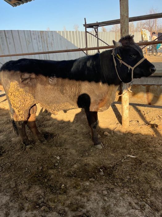 Срочно продаются бычки