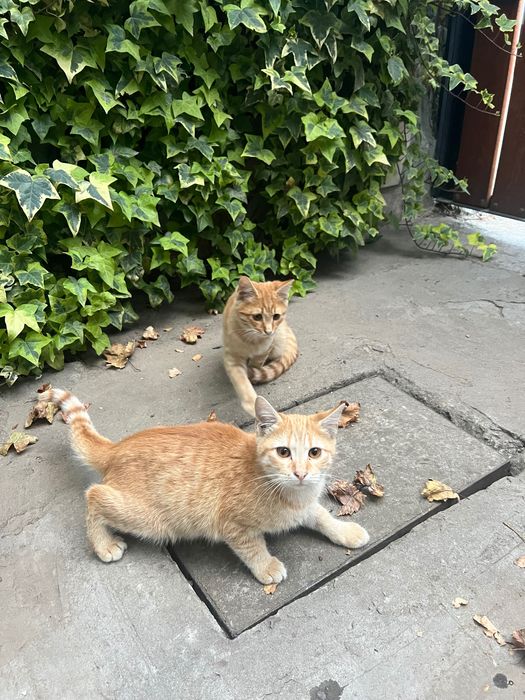 Подарявам котенца