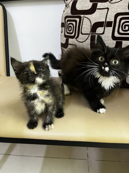 Котятя девочкибесплатно