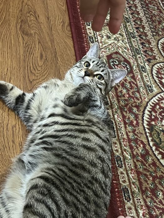 Беспалтно кошка отдамочень