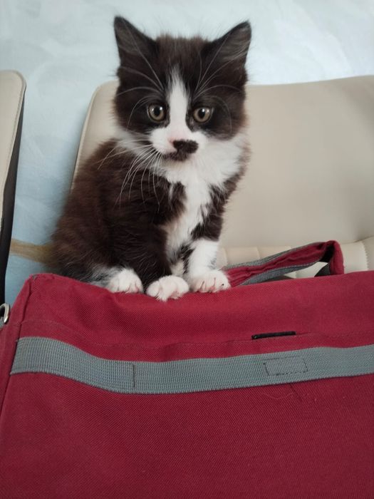 Продам котят красивые игривые