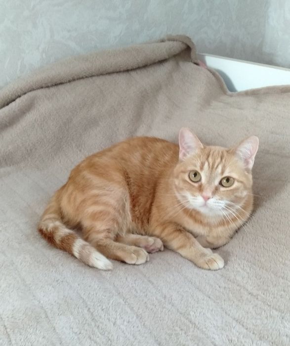 Отдаю очень ласковую кошечку