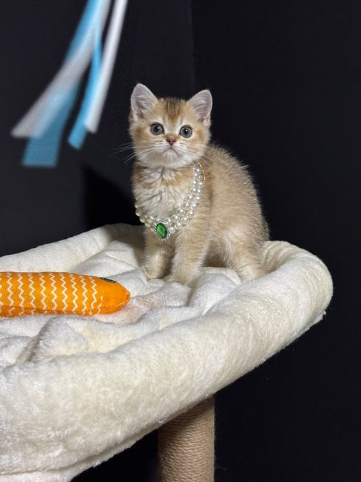 Британские золотые шиншиллы котята