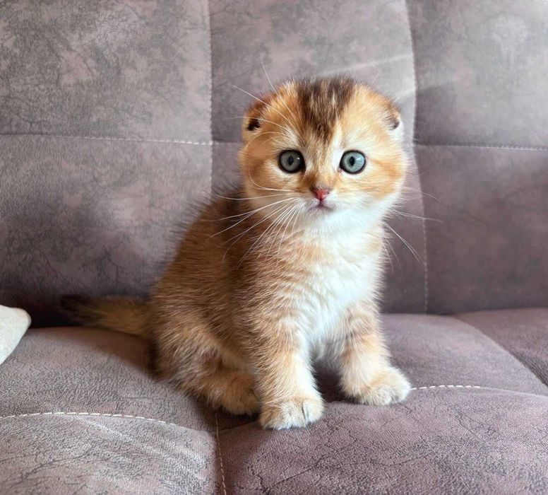 Продаются котята скотиш фолд (вислоухие)