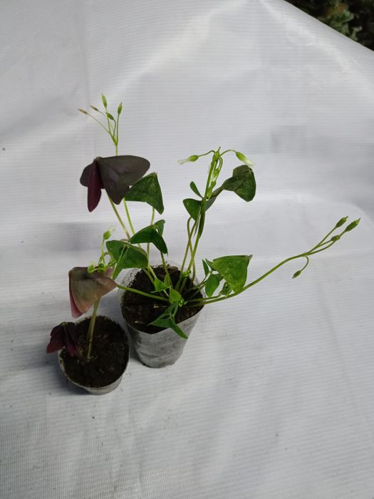 Продам комнатные цветы