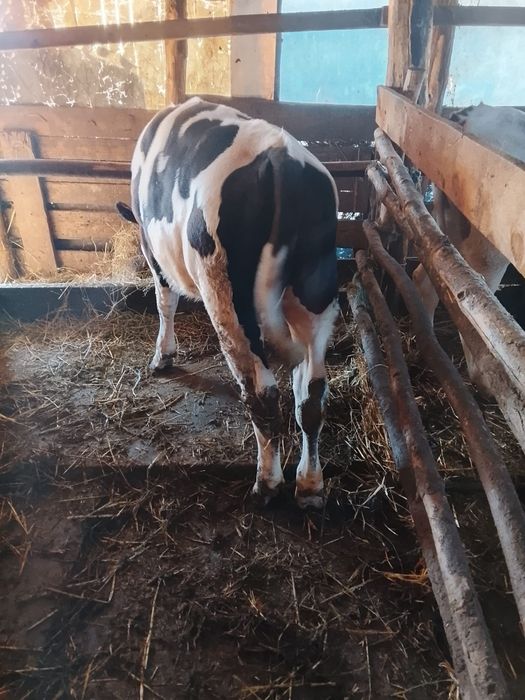 De vânzare viței