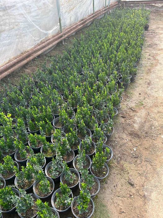 Japonica Bravo 3 L.Euonymus Aurea Viburnum Lucidum 3L .Green Spire 3 L