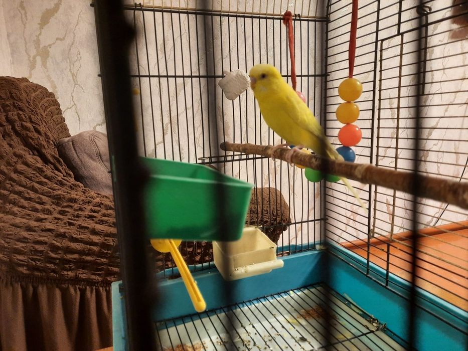 Попугай +клетка.