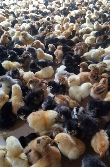 Жужалар хонаки жайдари