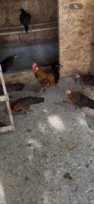Vând familie de găini rasă Phoenix, formată din 1 cocoș și 2 găini, vârstă 6-12 luni, vaccinate, crescute la sol