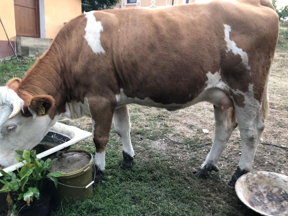 Vand jurinca, vaca