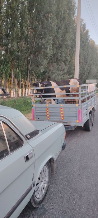 Волга прсеп билан сотилади!