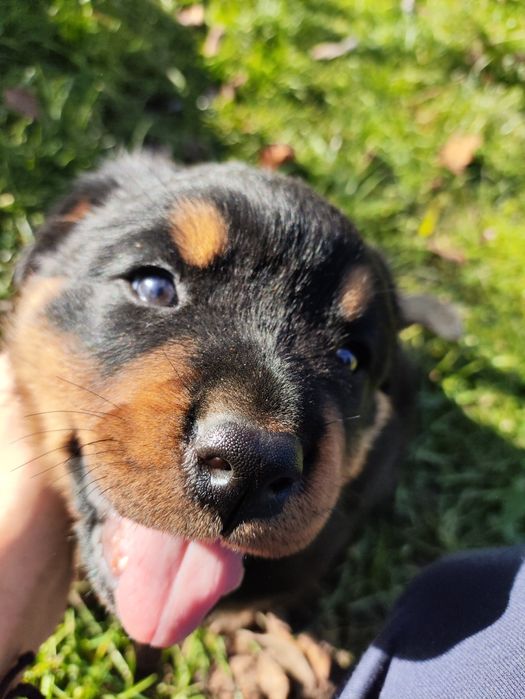 Кобель ротвейлера для вязки