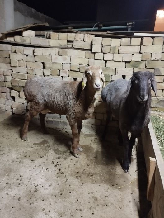 Қошқар семіз, 3 ай бидай жеген