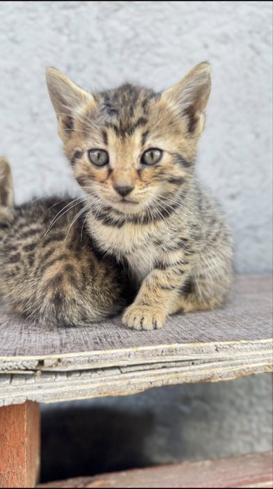 Котята