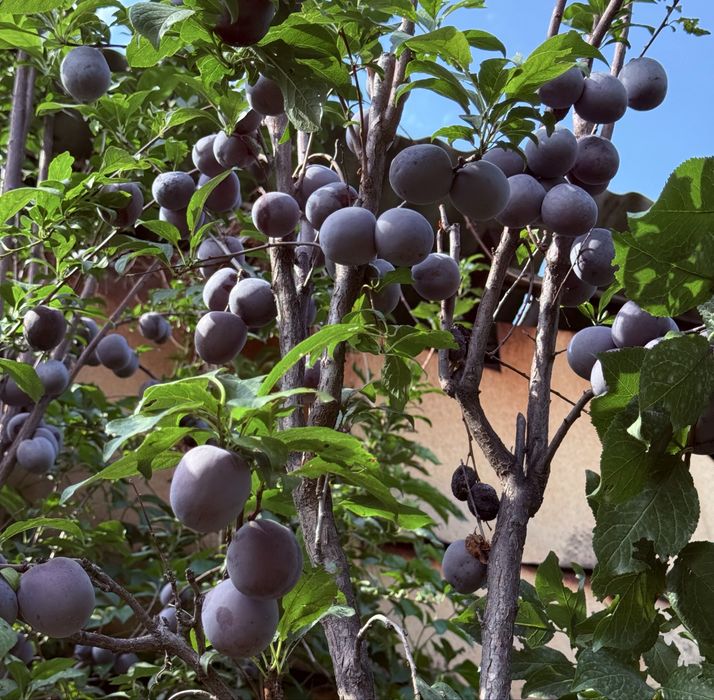 Крупная слива Black Diamond