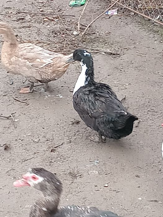 Rate roien de vinzare