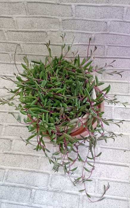 Продам оттону. Суккуленты