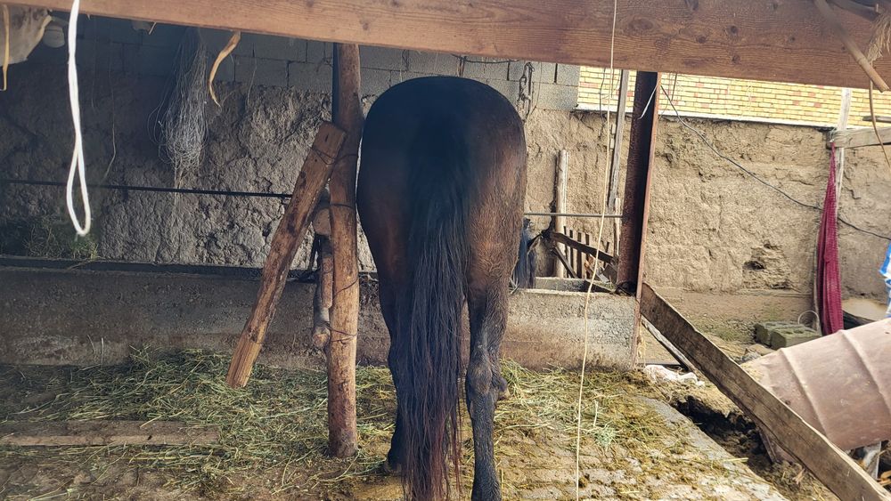 Мықты айғыр  сатылады