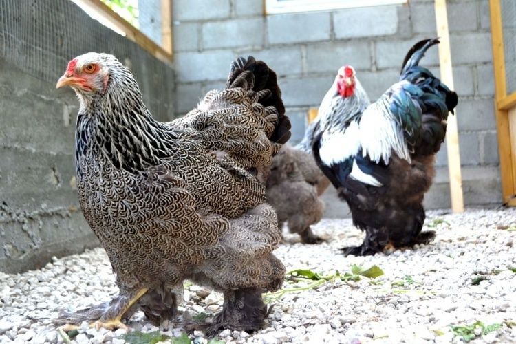 Inkubatrga tuxum Bso Tyomniy brama tuxumlari