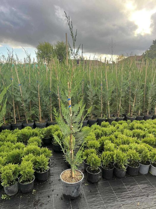 Лейландски кипарис - жив плет за години напред! - с. Недан