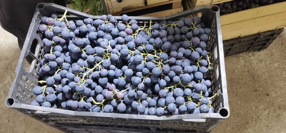 Struguri de masa Romanesti - Jud Prahova