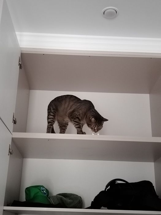 Пропал домашний кот