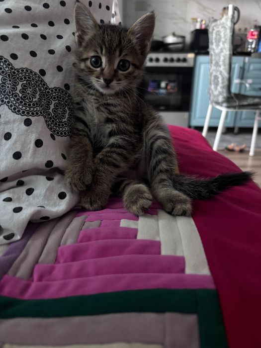 Котенок 4 месяца