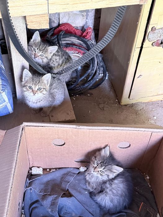 Котята отдам в хорошие руки