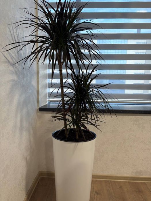 Офис гуллари сотилади