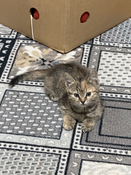 Отдам котят в добрые руки