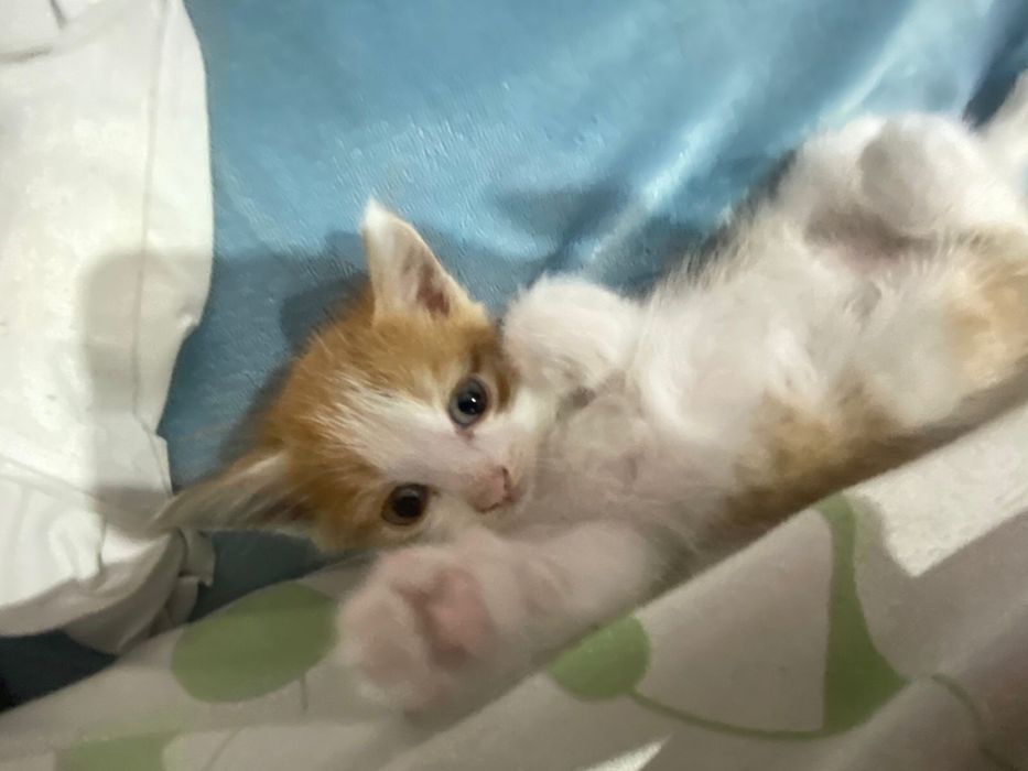 Милые котята в хорошие руки