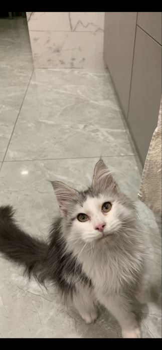 Мальчик мейнкун с родословной