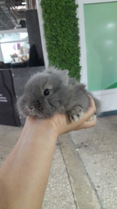 Кролики декоративные