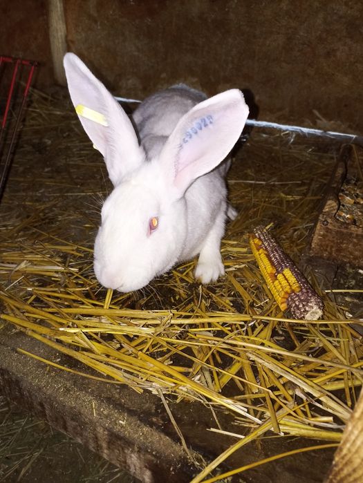 Vand sau schimb iepuri hycole francez