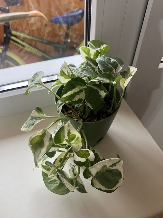 Комнатные растения