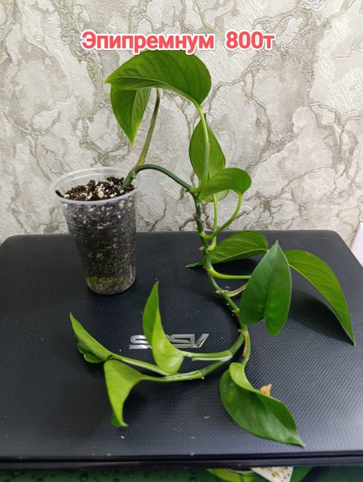 Комнатные растения