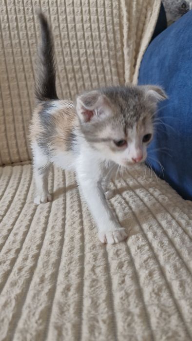 Вислоухая кошечка в добрые руки