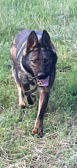 Питомник немецких овчарок РР