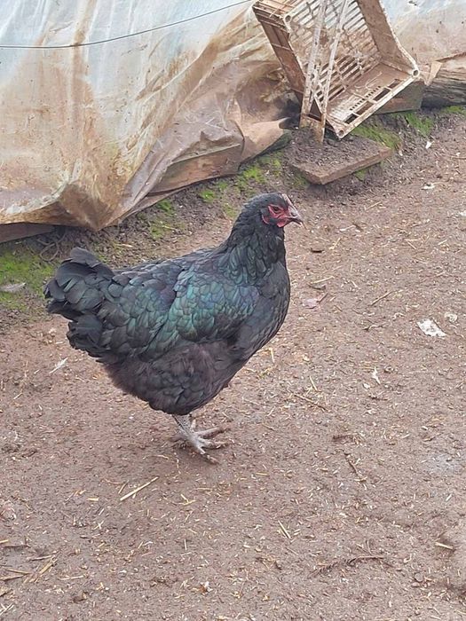 Кокошки джърси гигант