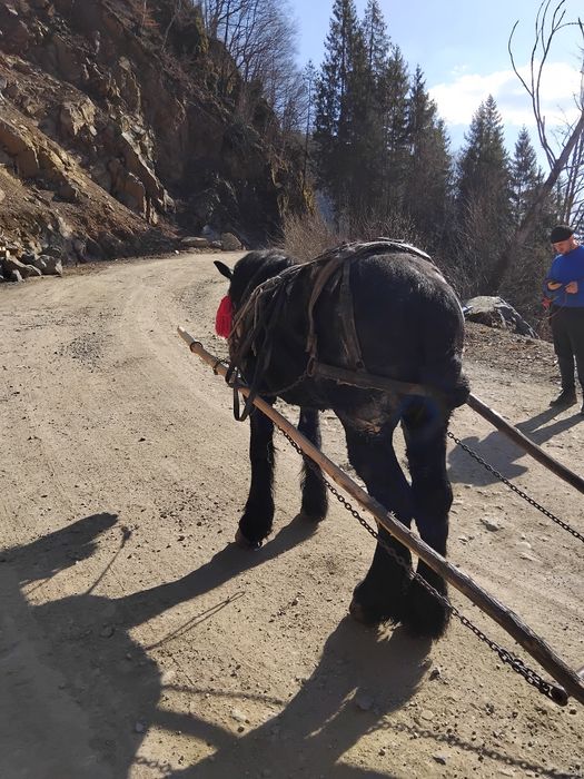 Mânz de 2 ani de vanzare potcovit și prins la ham