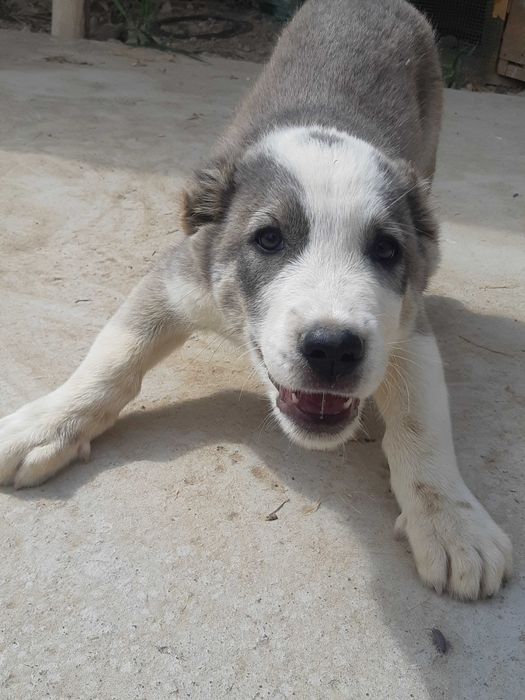 Алабай зотли  2 ойлик кучук