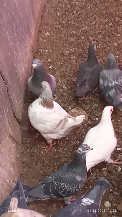 Porumbei și găini de vânzare