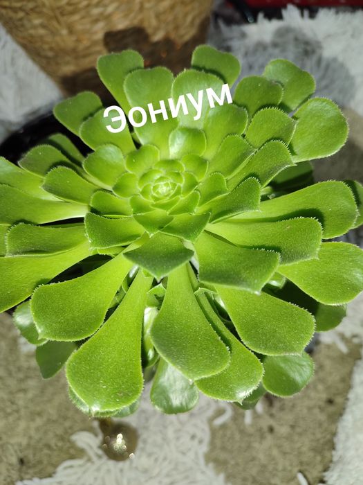 Комнатные цветы.