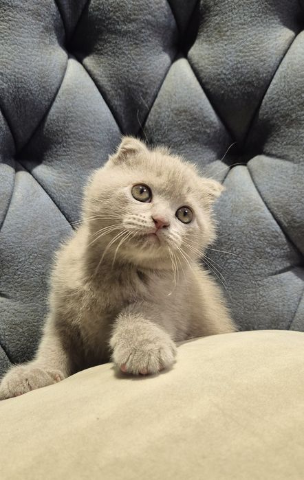 Продаются котята (Super Scottish Fold)