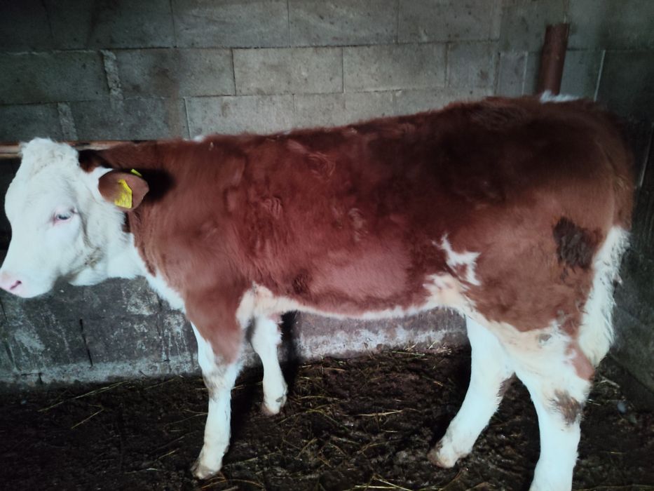 Vând o vițeaua baltata