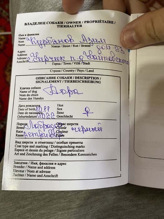 Продается Лабрадор