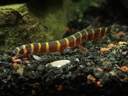 Kuhli Loach.    .