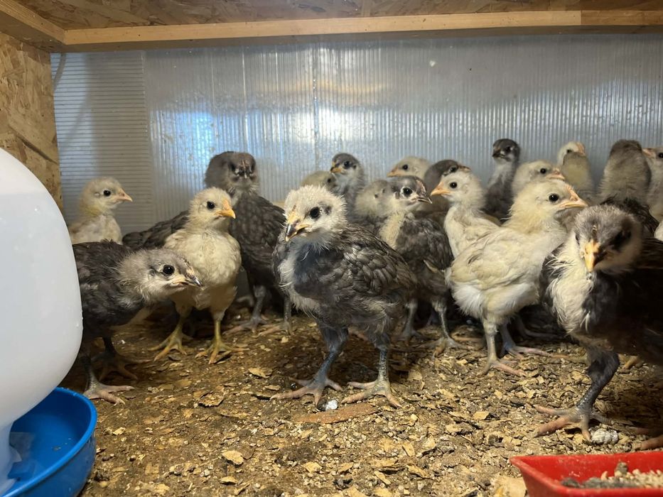 Pui Auatralorp 28/29 zile ,4 culori