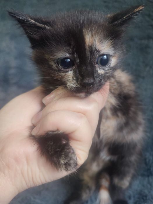 Отдам двух маленьких котят